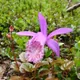 Pleione limprichtii