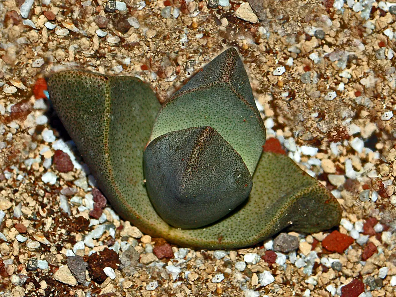 Pleiospilos bolusii