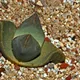 Pleiospilos bolusii