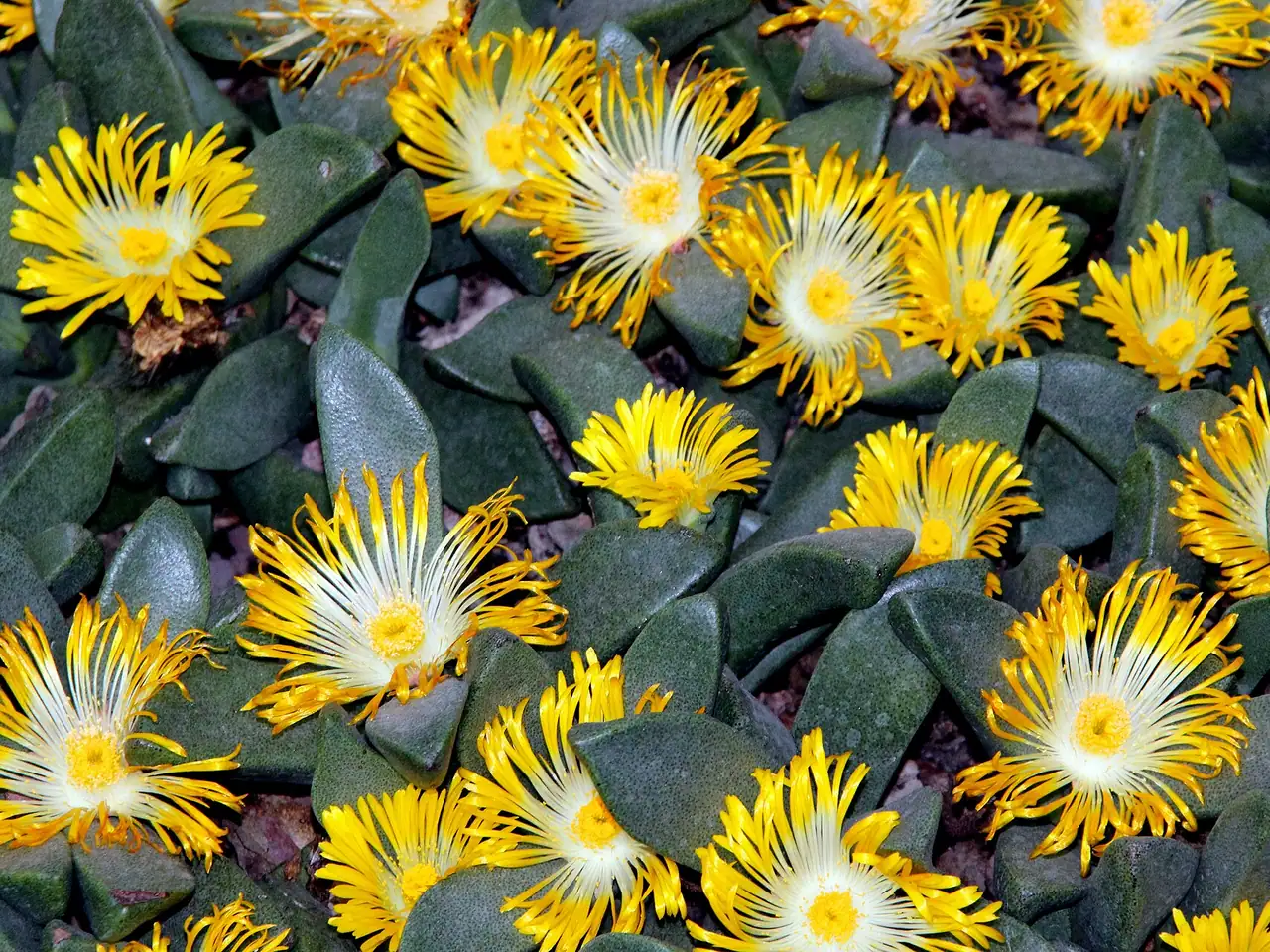 Pleiospilos compactus