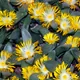 Pleiospilos compactus