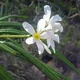Plumeria alba