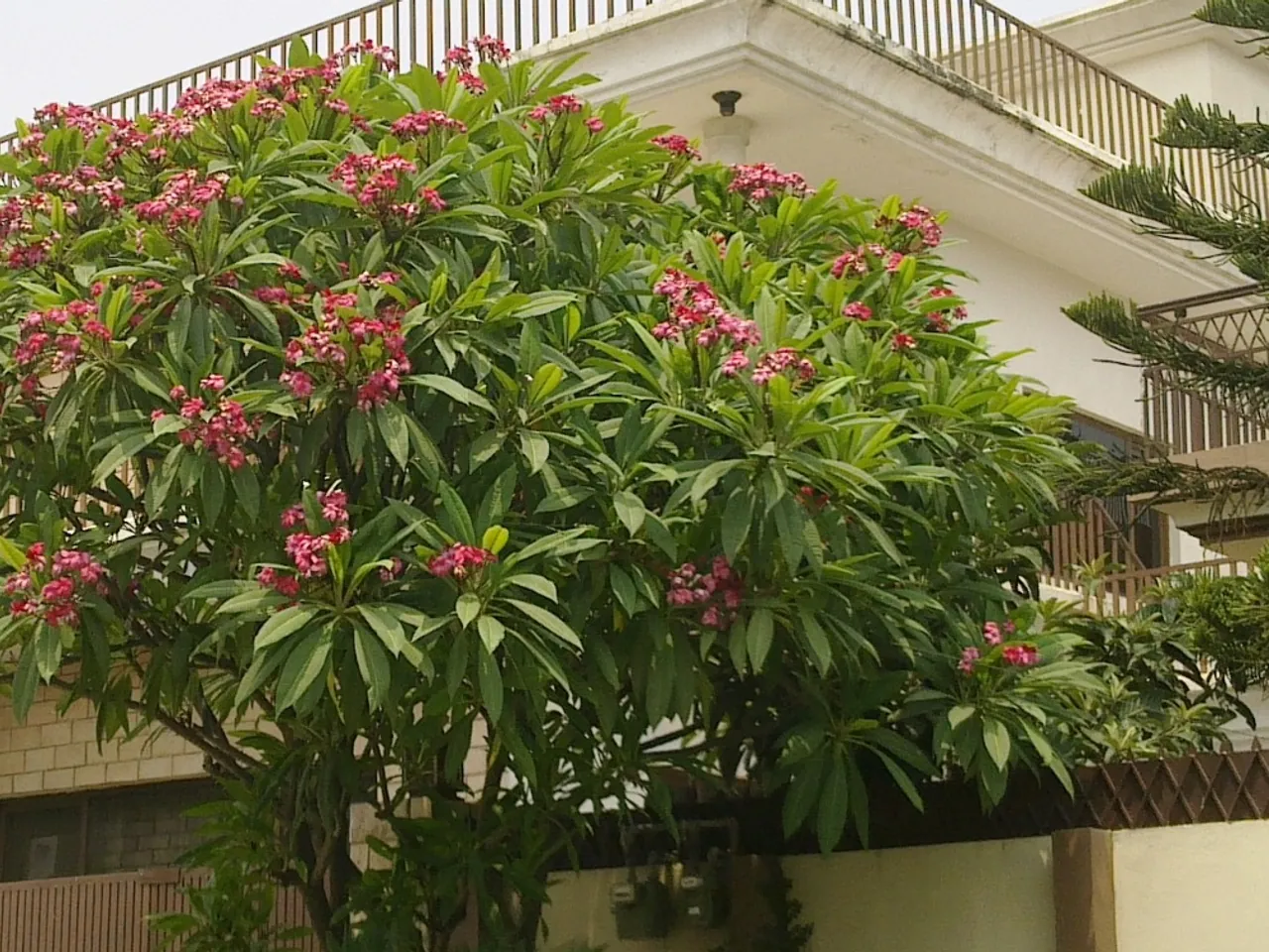 Plumeria rubra