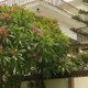 Plumeria rubra