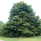 Podocarpus latifolius