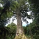 Totara