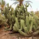 Polaskia chichipe