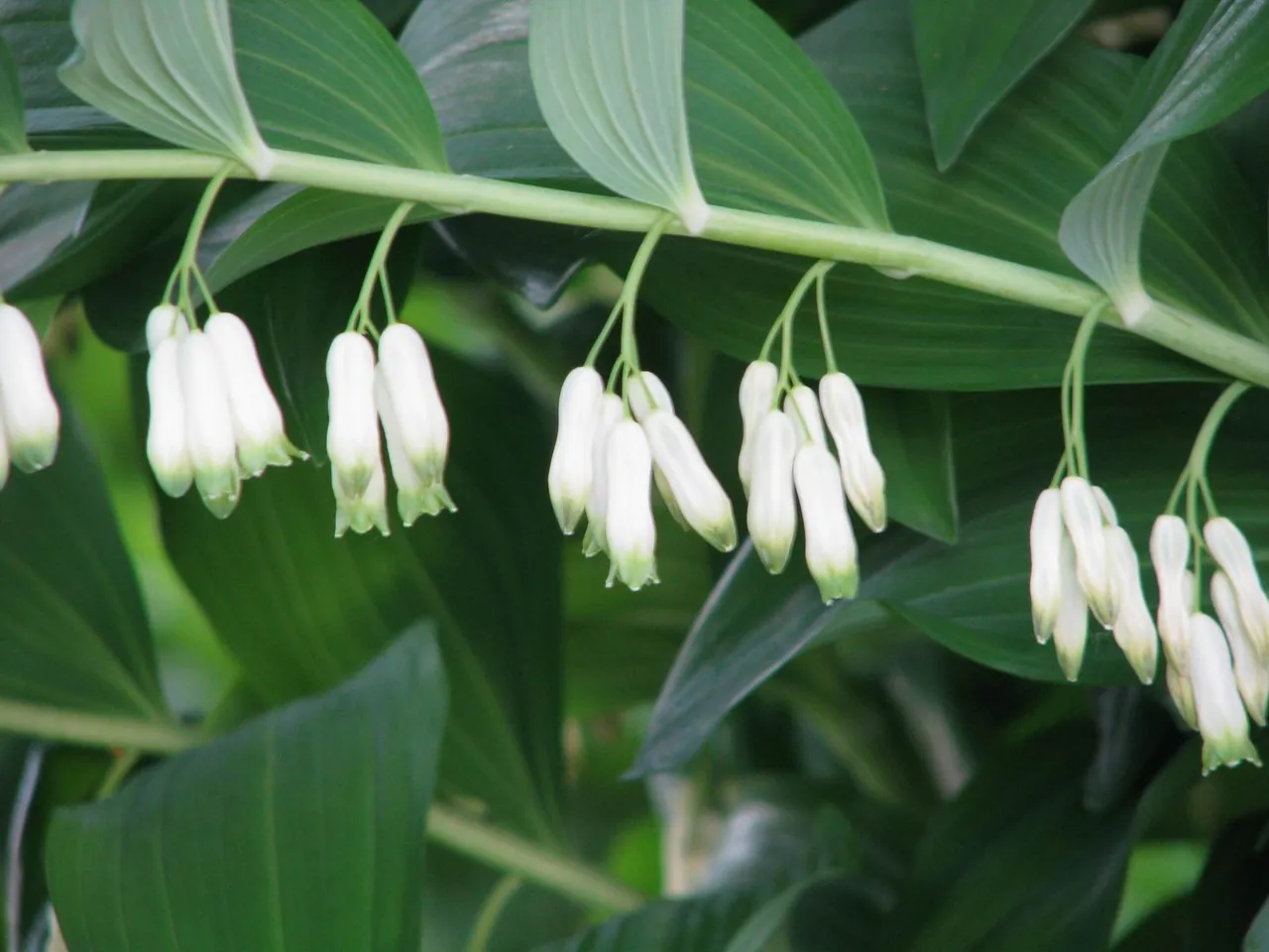 Convallaria multiflora L.