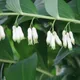 Convallaria multiflora L.