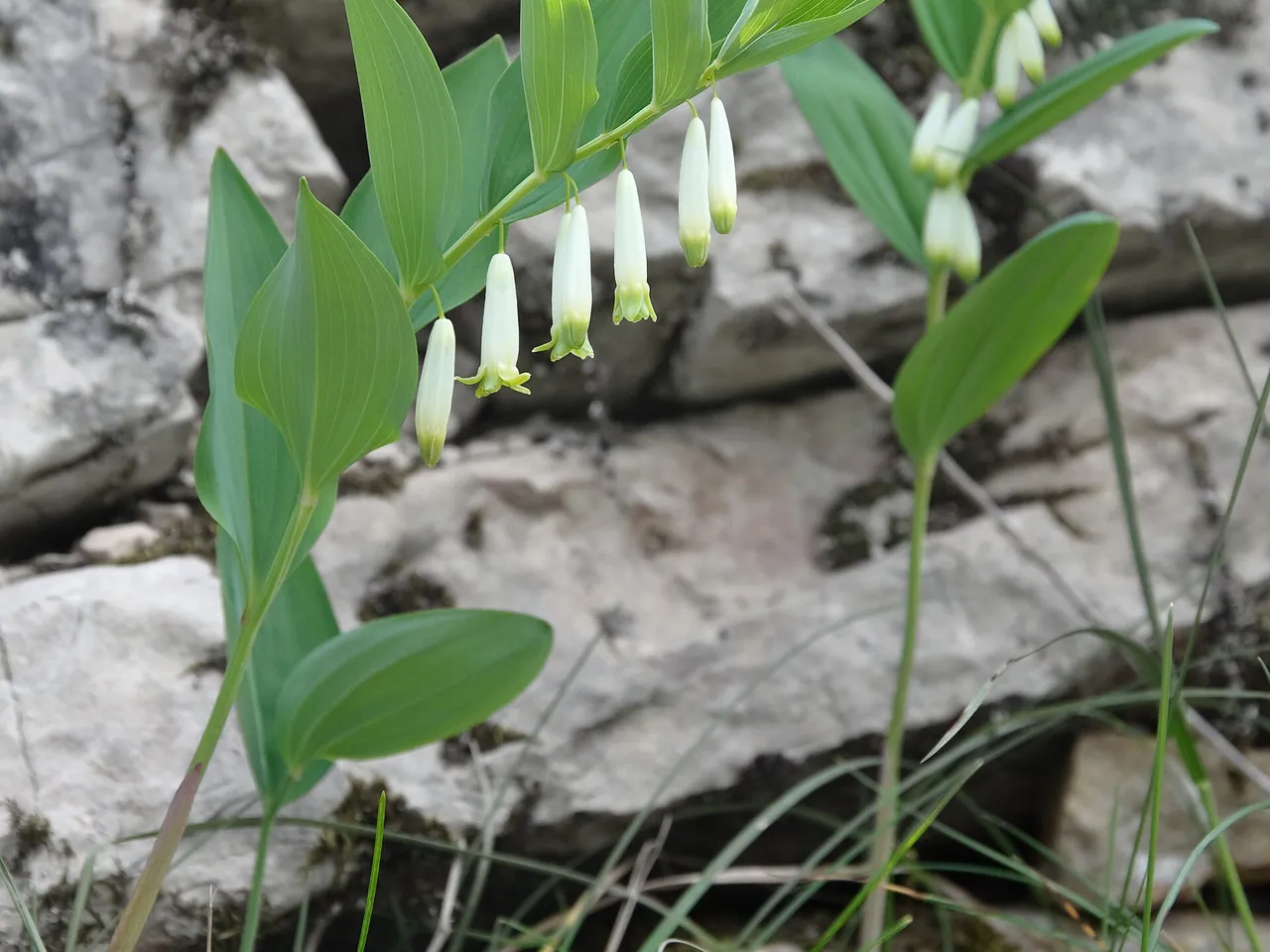 Polygonatum odoratum