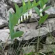 Polygonatum odoratum