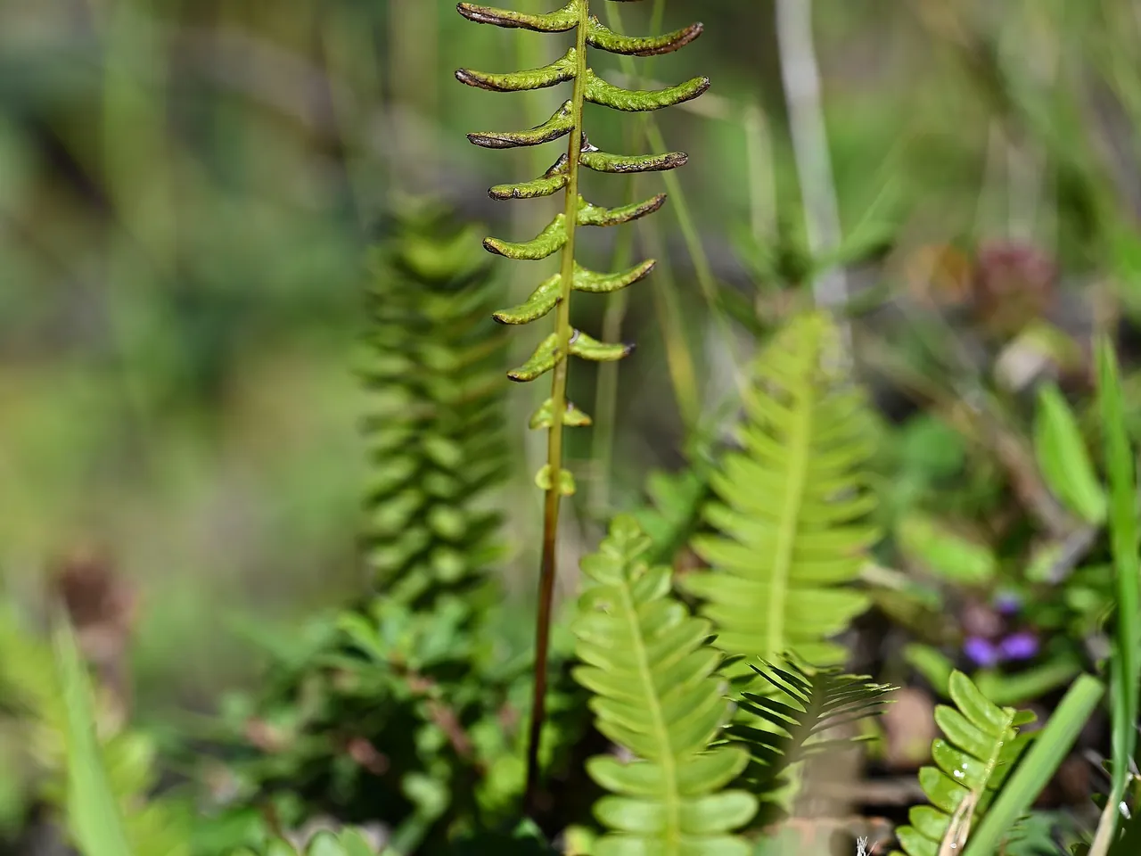 Polypodium penna-marina