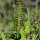 Polypodium penna-marina