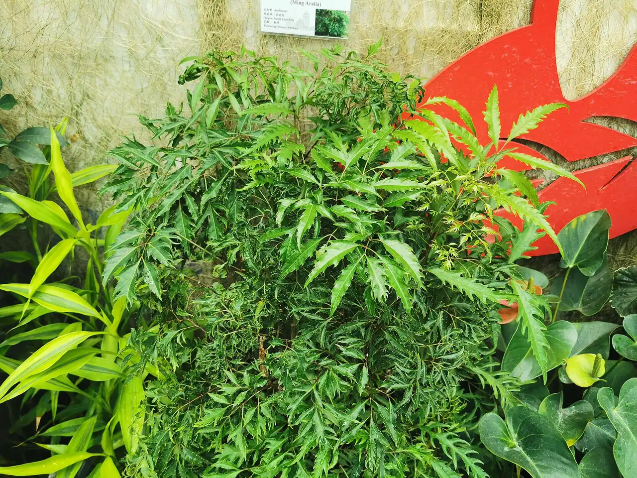 Ming Aralia