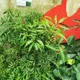 Ming Aralia