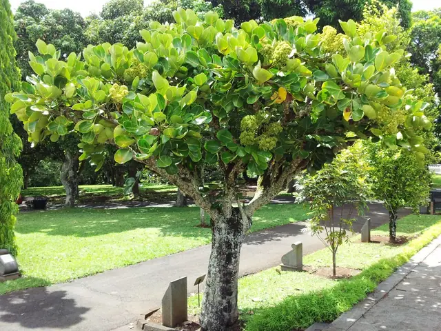 Polyscias maraisiana