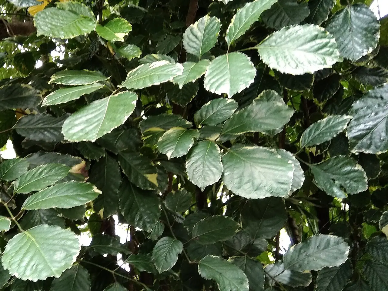 Polyscias paniculata