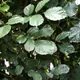 Polyscias paniculata