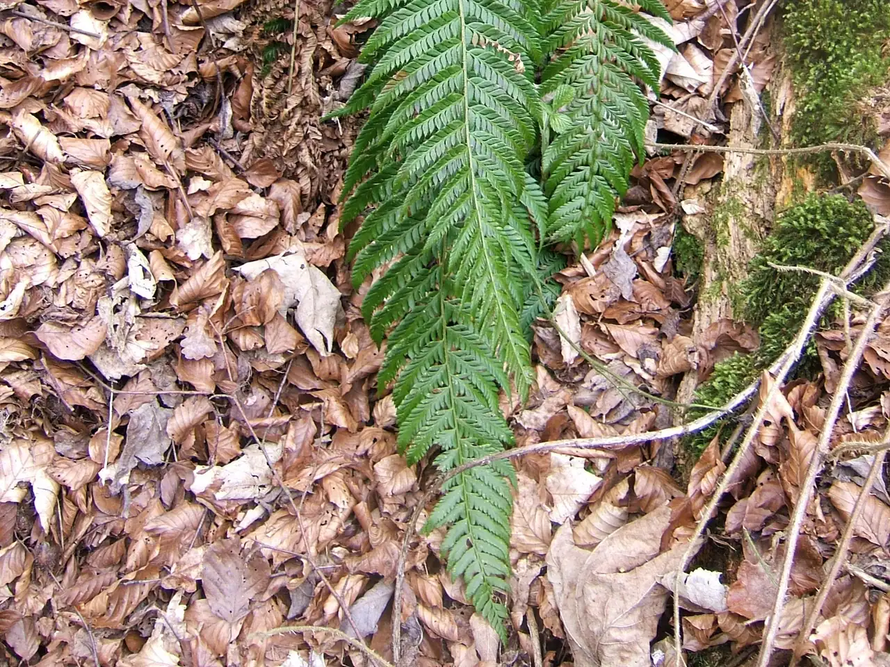 Polystichum aculeatum