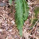 Polystichum aculeatum