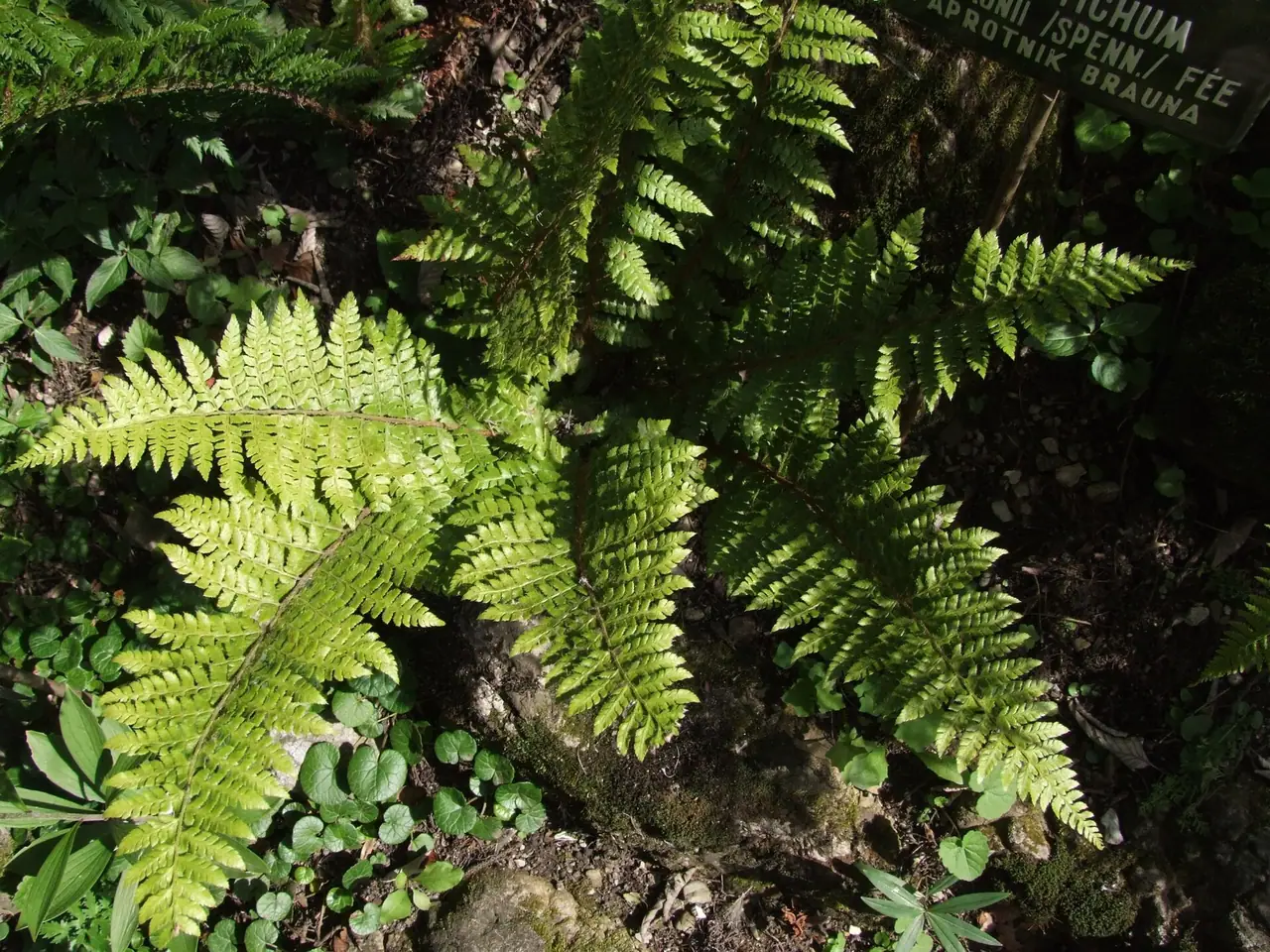 Aspidium braunii