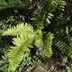Aspidium braunii