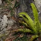 Polystichum lonchitis