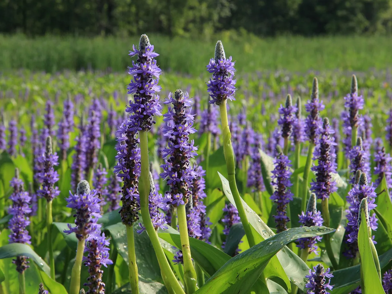 Pickerelweed