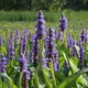 Pickerelweed