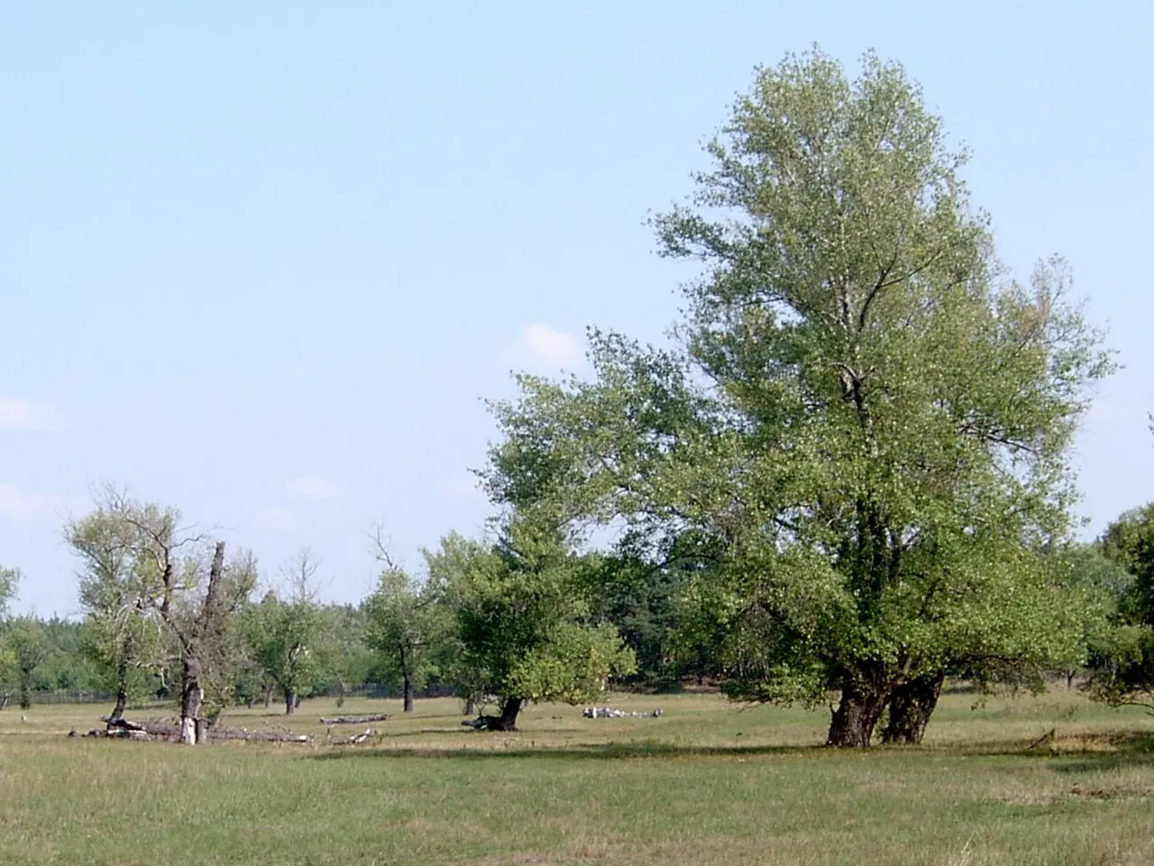 Black poplar