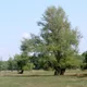 Black poplar