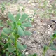 Common purslane