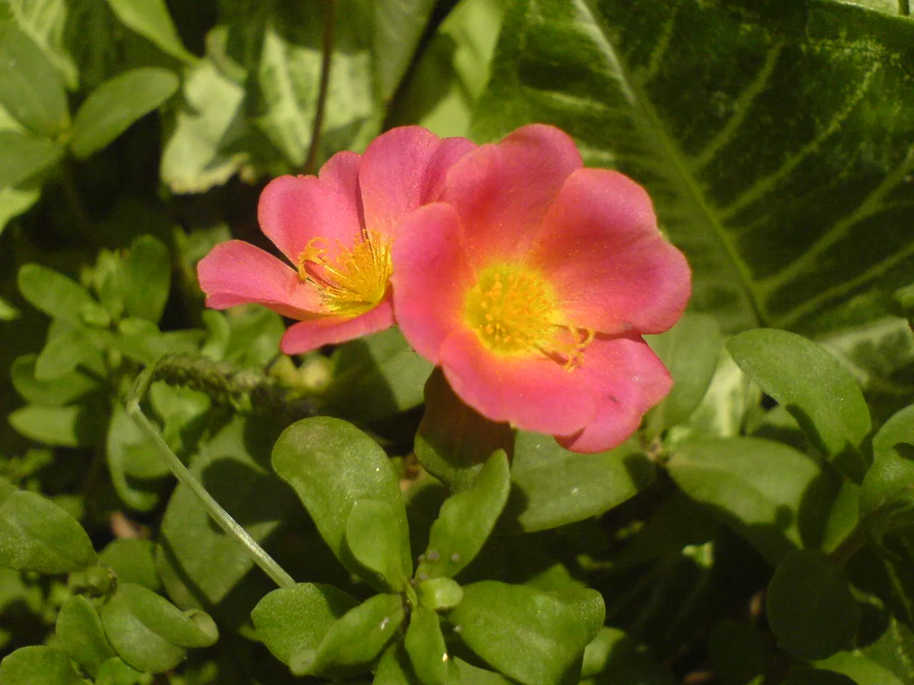 Portulaca umbraticola