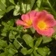 Portulaca umbraticola