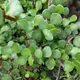 Elephant bush