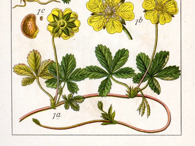 Potentilla anglica agg.