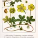Potentilla anglica agg.