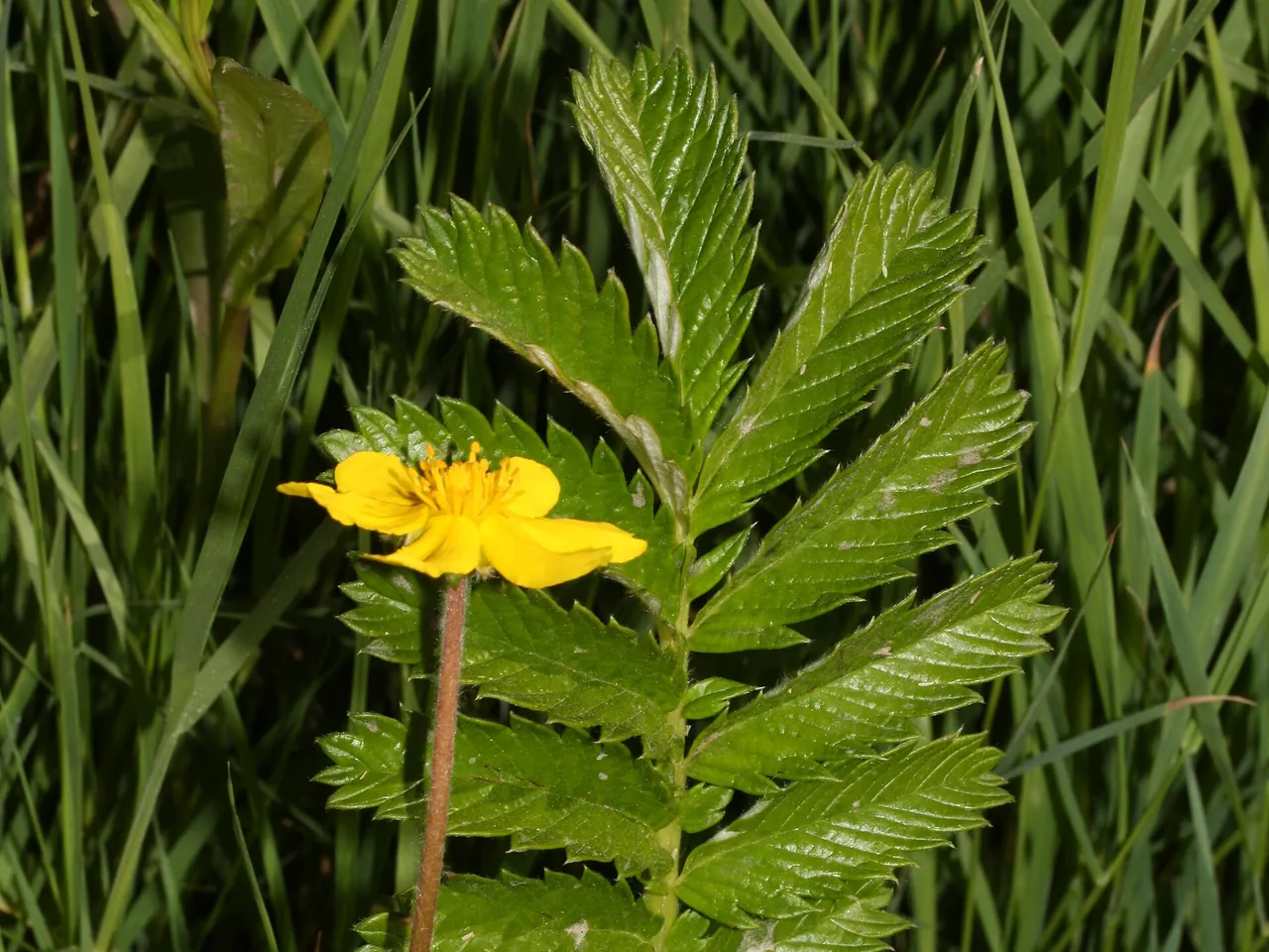 Silverweed