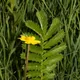 Silverweed