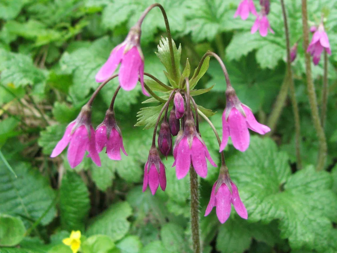 Primula matthioli