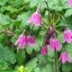 Primula matthioli