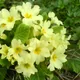 Common Primrose