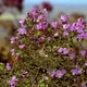Prostanthera rotundifolia