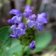 Large-flowered selfheal