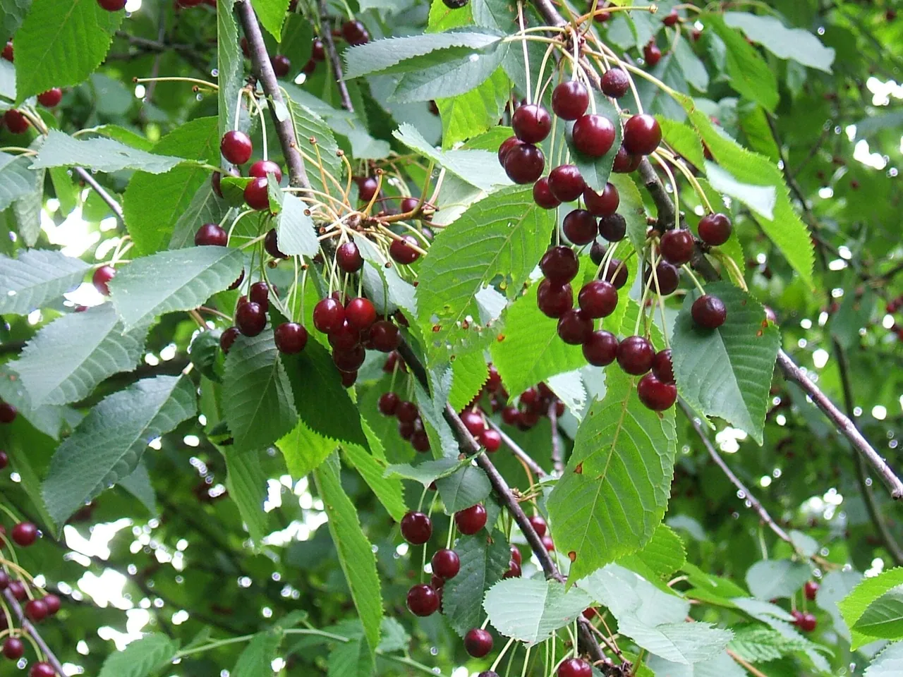 Cherry