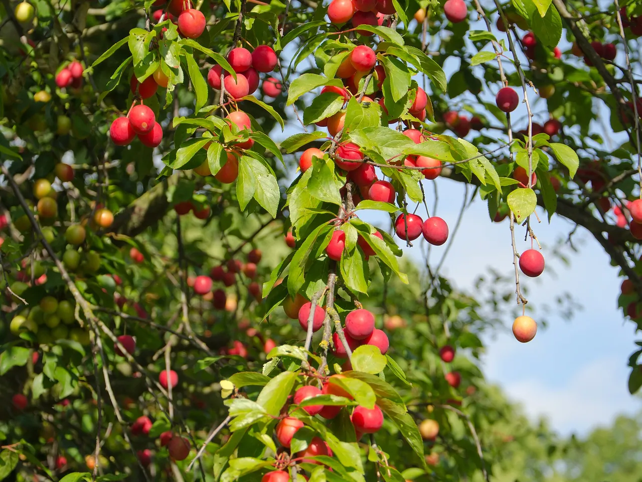 Cherry plum