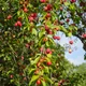 Cherry plum