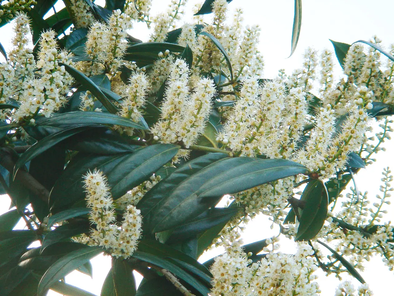 Cherry laurel