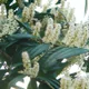 Cherry laurel