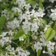 Prunus mahaleb